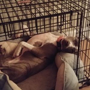 Meet your Posher, Casey